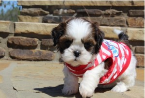 Mandlige og kvindelige Shih Tzu hvalpe