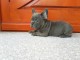 Franske bulldog hvalpe