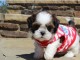 Mandlige og kvindelige Shih Tzu hvalpe
