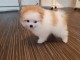 Pomeranian hvalp til salg.