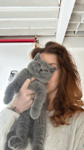 British shorthair med stamtavle,