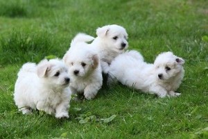 Coton de Tuléar hvalpe