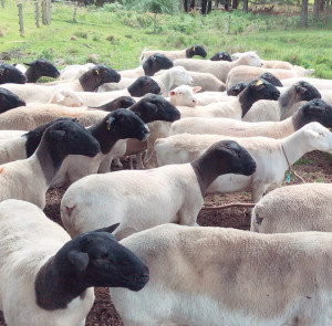Dorper sheep for sale