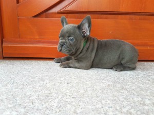 Franske bulldog hvalpe