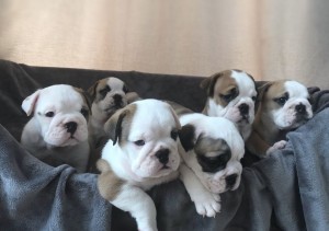 Fuldt Kc Registreret Engelsk Bulldogs