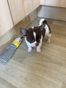 Fullbred Chihuahua hvalpe