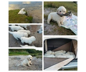 Golden retriever hvalpe