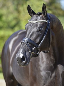 Helt smukke, svarte hannoveraner Vallak