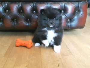 Kvinde Pomeranian hvalp til salg