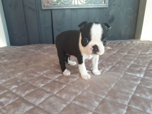 Kvindelige Fransk Bulldog hvalp til salg