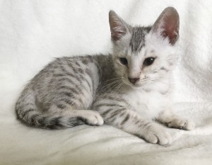 Mandlige og kvindelige Bengalske killinger