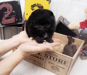 Mandlige og kvindelige Pomeranian hvalpe til salg