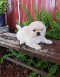 Mandlige Pekingese