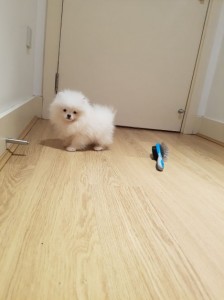 mandlige Pomeranian hvalp