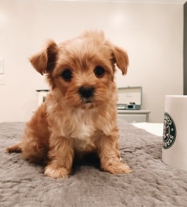 Mia er en spunky men sød MaltiPoo.