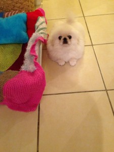 Pekingese hund til salg