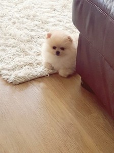 smuk og sød miniature Pomeranian pige i fløde kiks farve. Hun er dejli