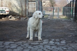 Tatra-Polsk Hyrdehund