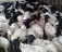 Dorper sheep for sale