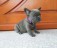 Franske bulldog hvalpe